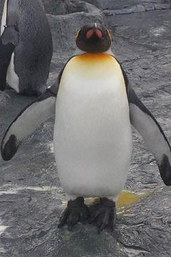 ペンギン.JPG