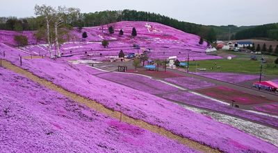 芝桜.png