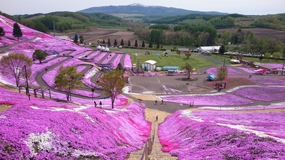 芝桜1.jpgのサムネール画像